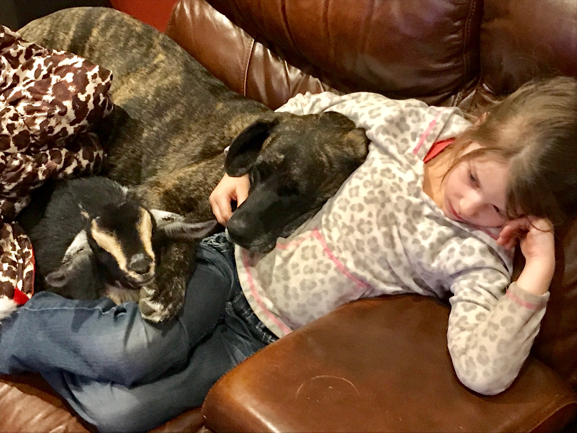 Goat Snuggles