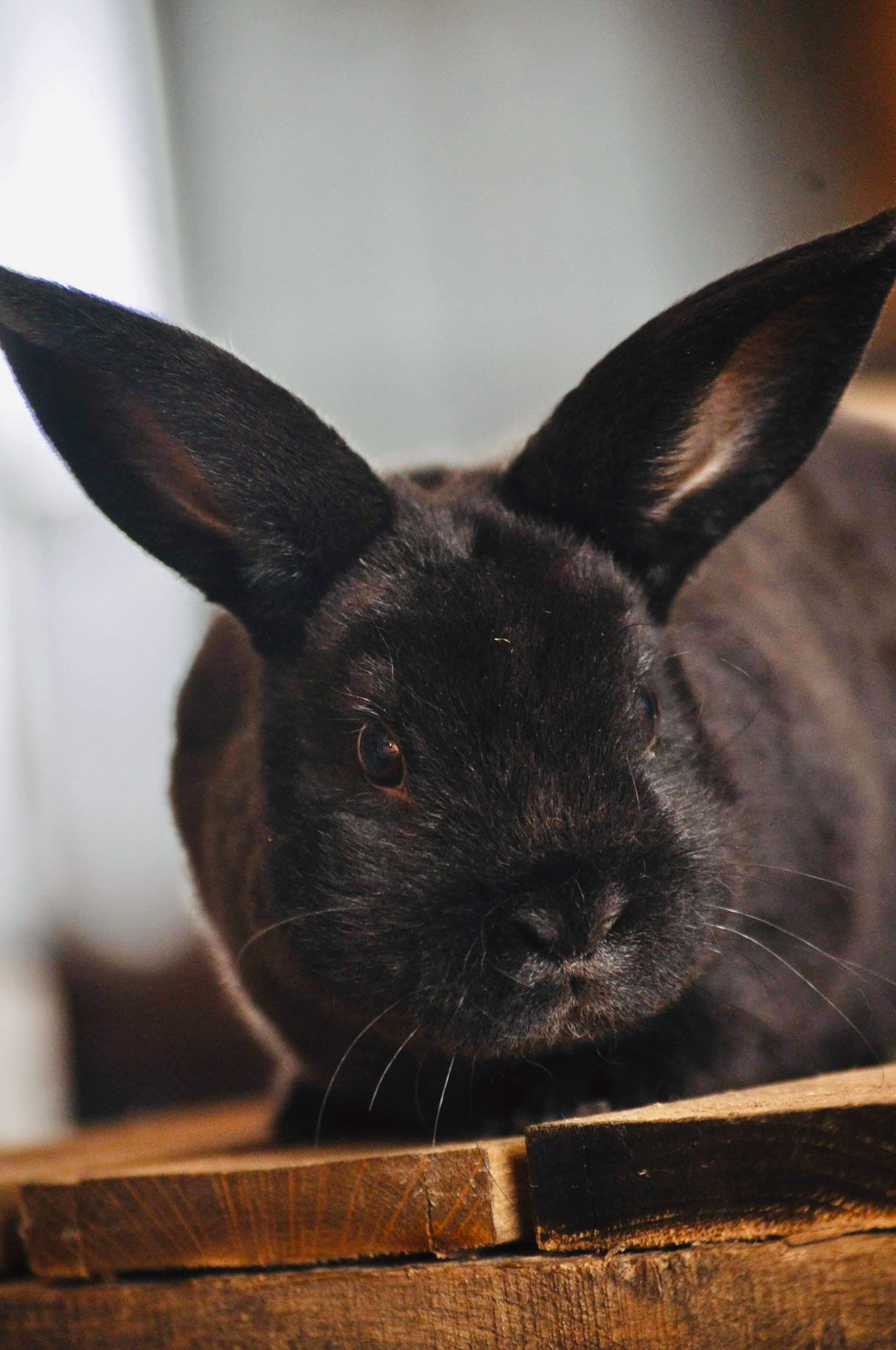 Mini Rex