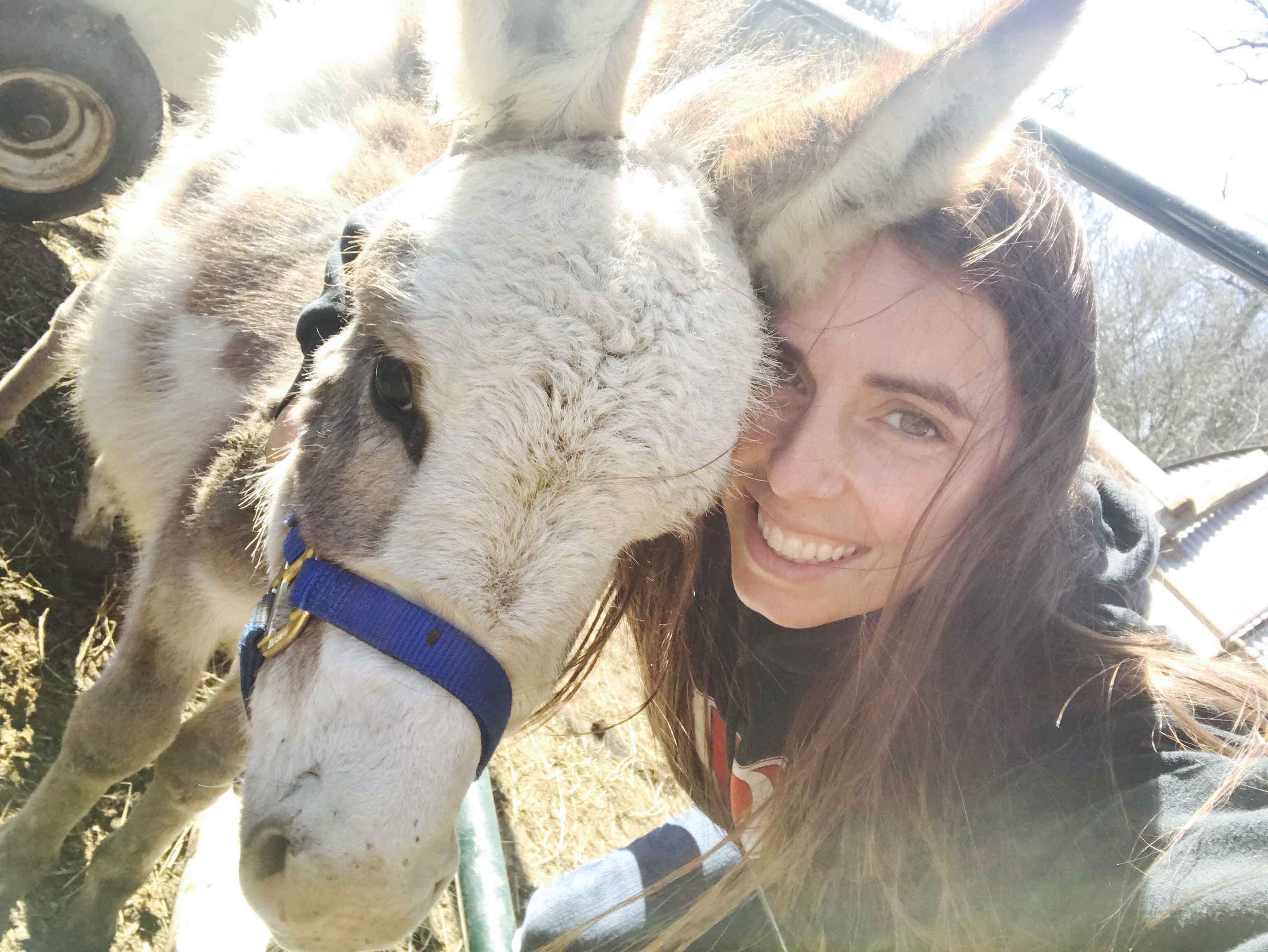 Moo Moo