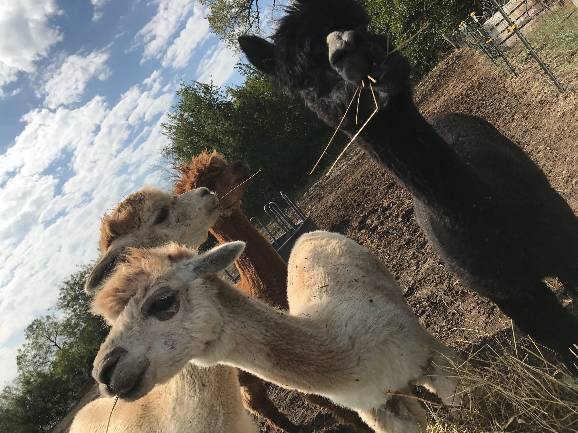 The alpaca ladies