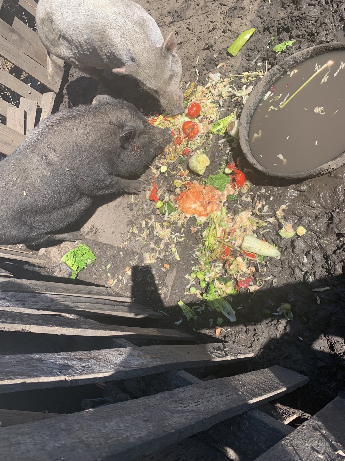 Chow Time