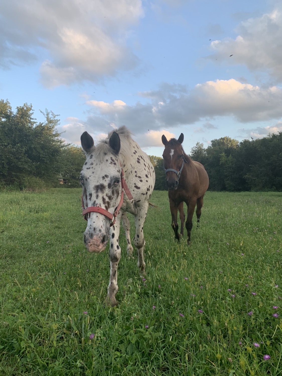 Pepper and Cody