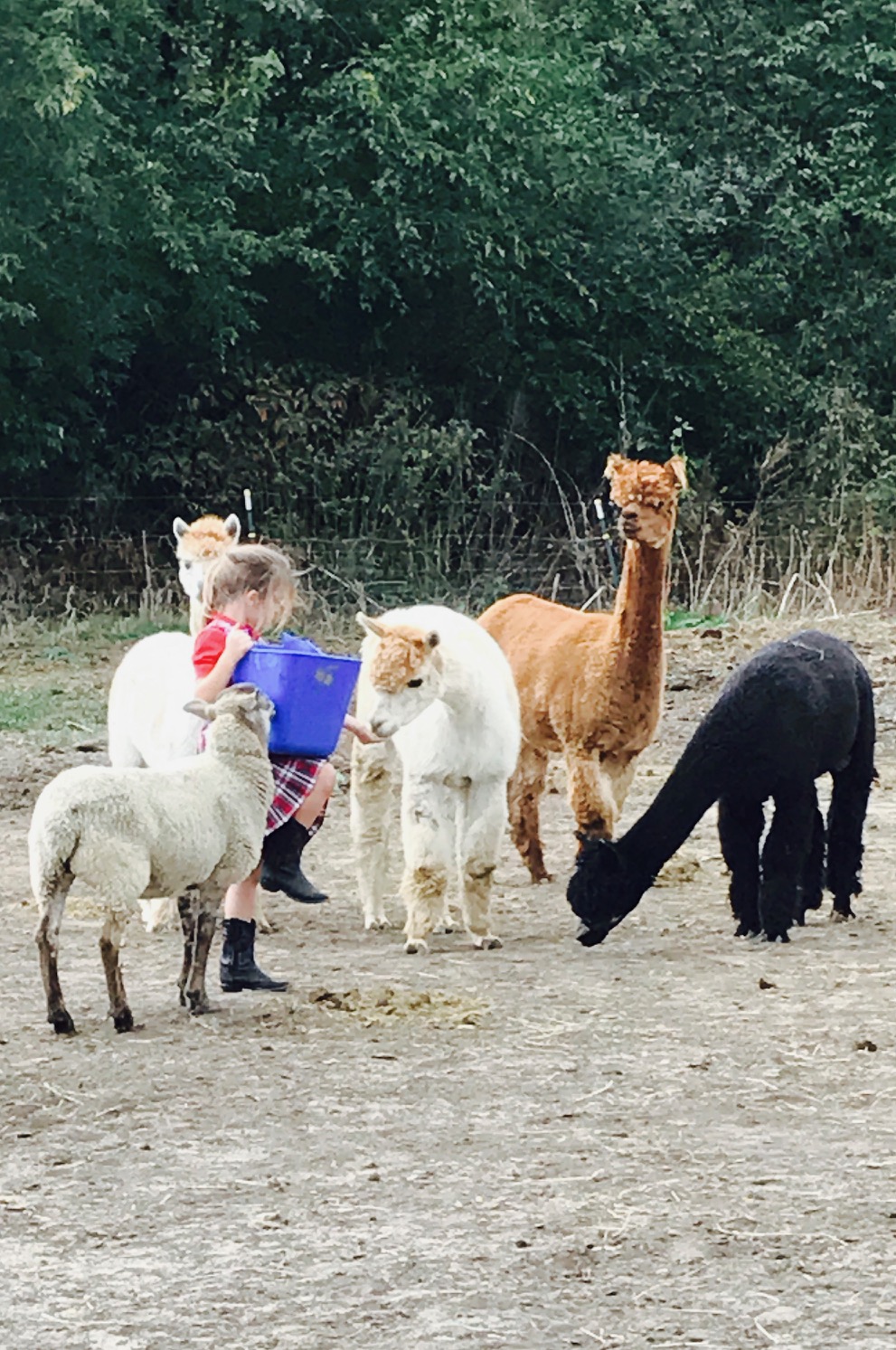Alpaca Ladies...and Ernest