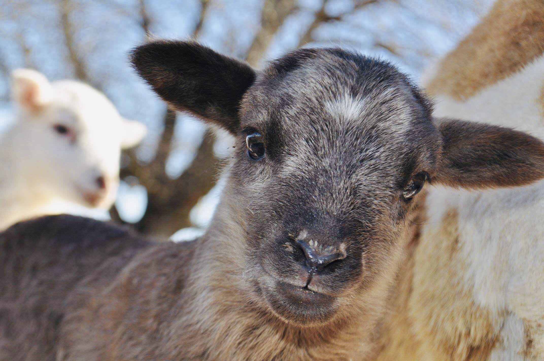 2019 Lamb