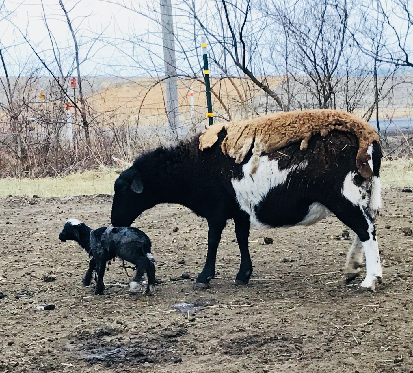 Jade and Lamb