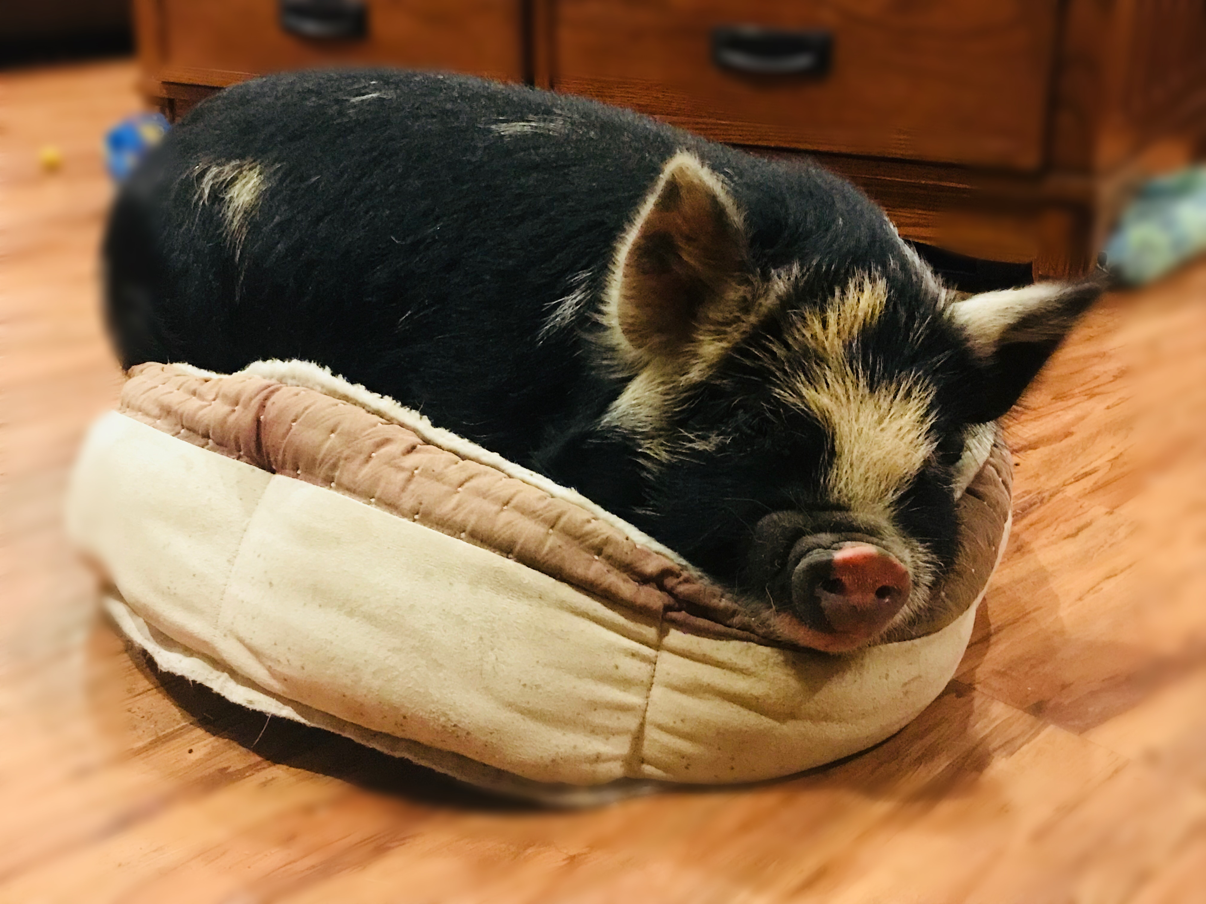 Piper the Pig