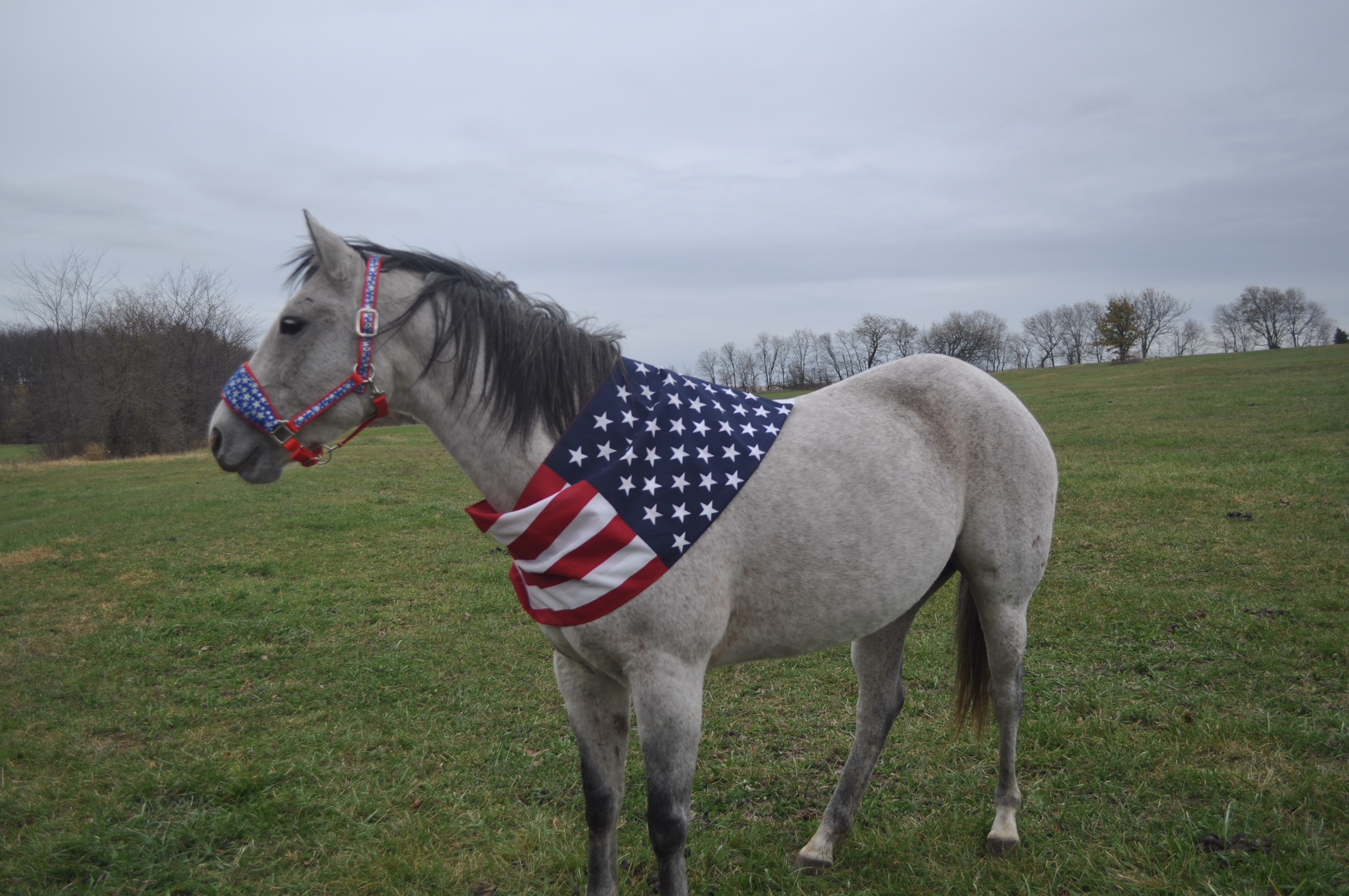Tilly-Veterans Day