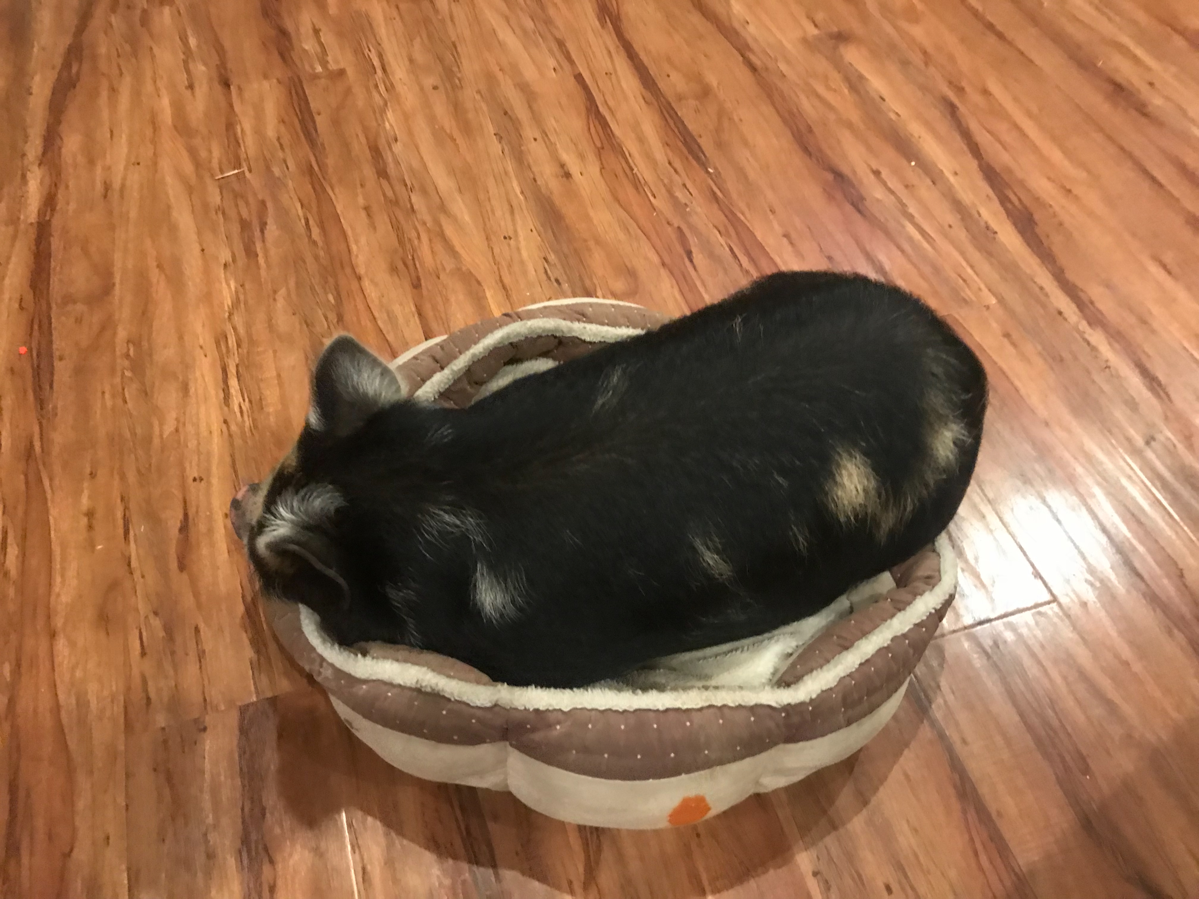 Piper the Pig