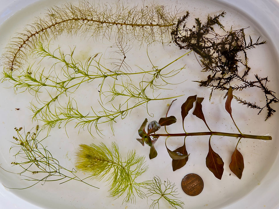 Sample tray from Wiley Cove