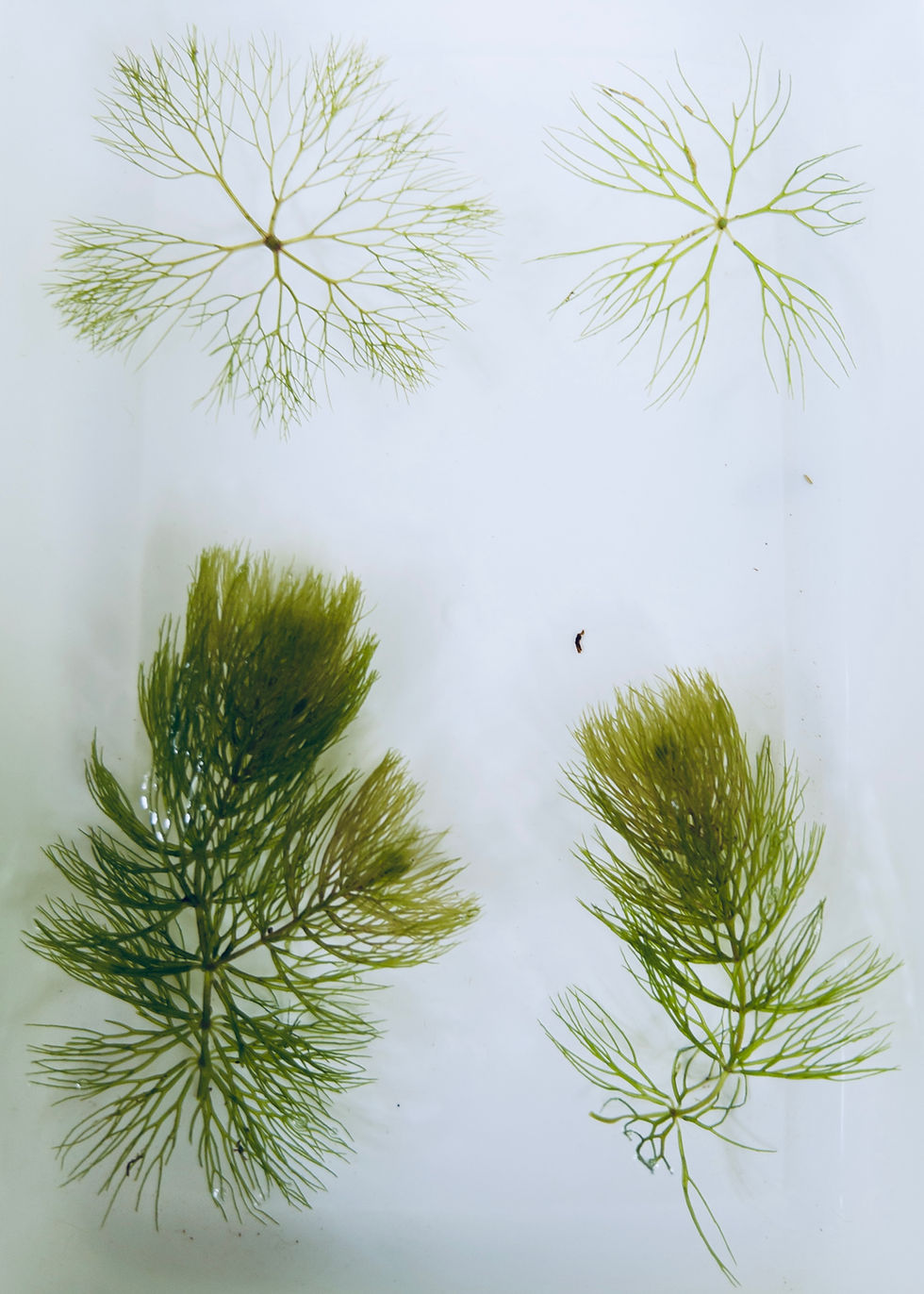 Water Marigold on right and Coontail on left, their cross sections above