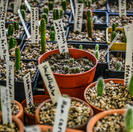 Vivero de cactus