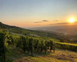 Piedmont Italy Vinyards