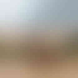 Giraffes in South Africa