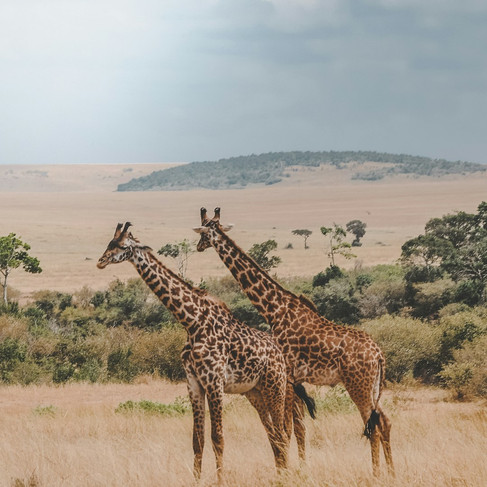 Giraffes in South Africa