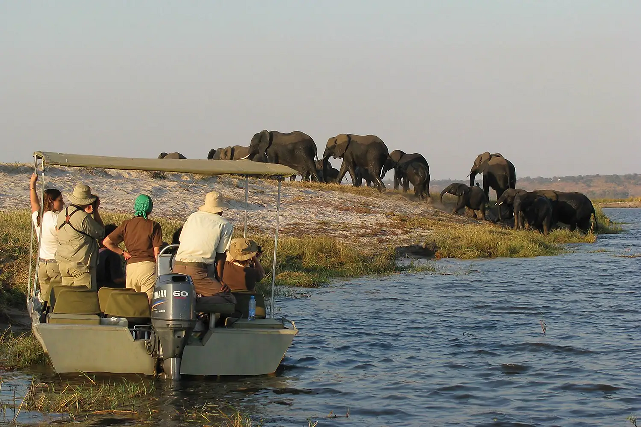 Elephants on the Chobe River