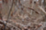 BuckCreekTrophyWhitetails_Hunts_2024_2025_Kentucky_EastBernstadt_Whitetails_Rams_Turkey_El
