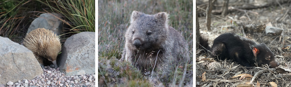 tasmanian aussie wildlife