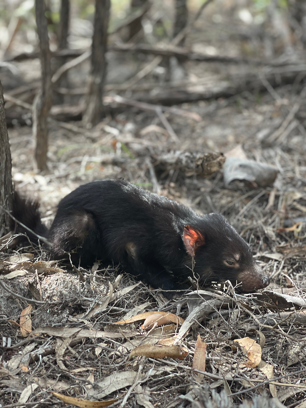 Tasmanian Devils