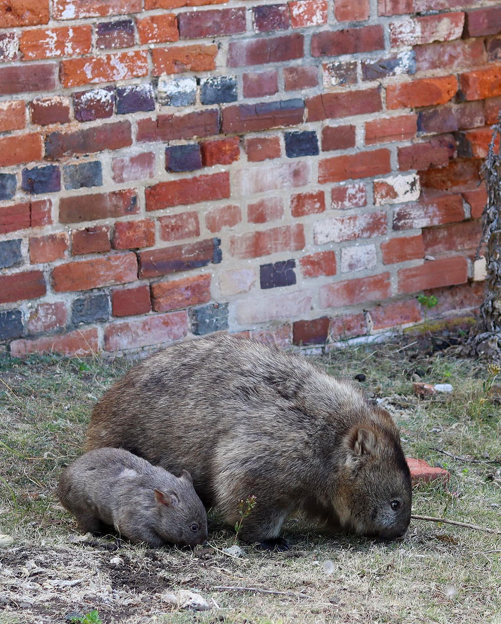 wild wombats tasmania