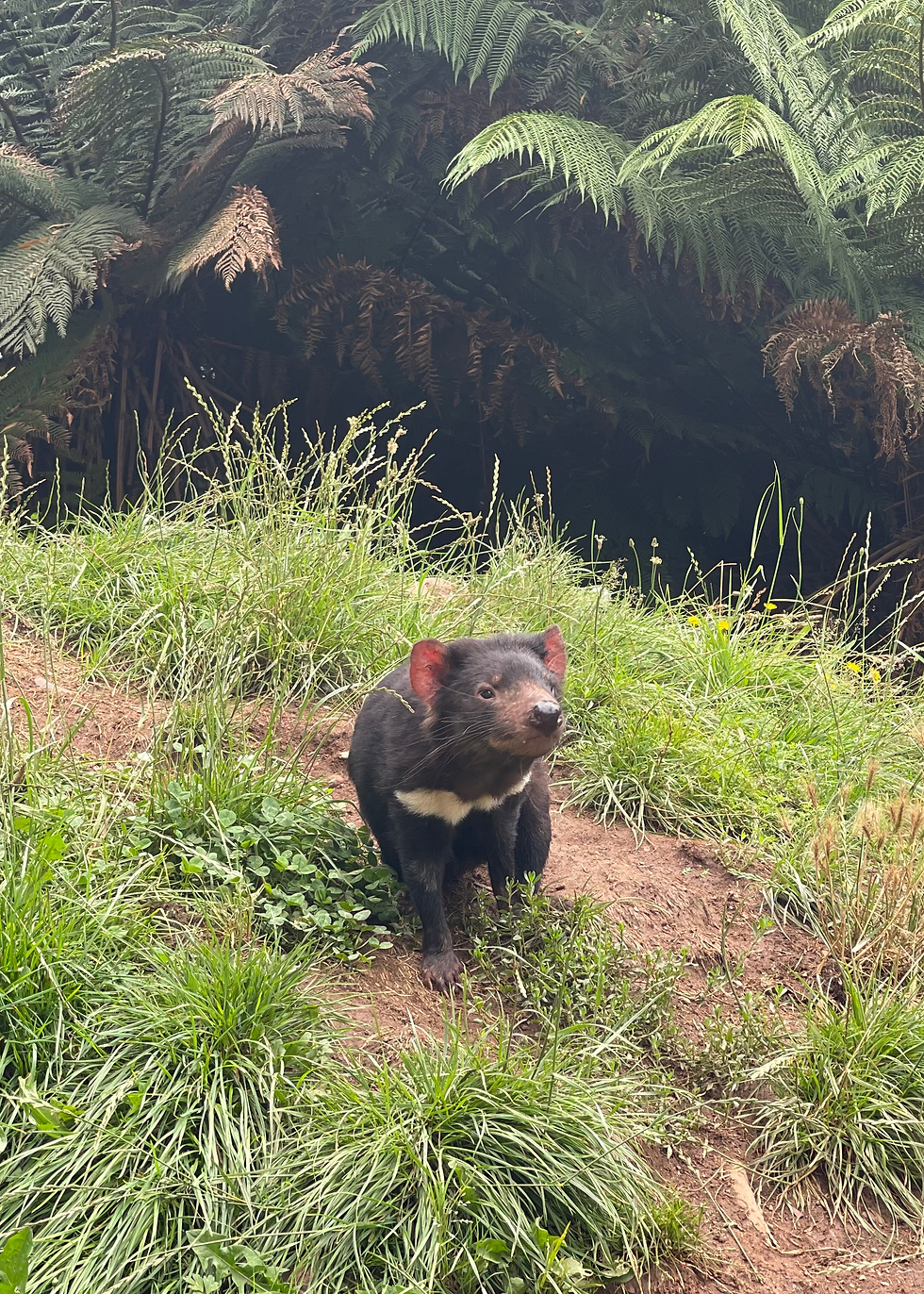 Tasmanian Devils