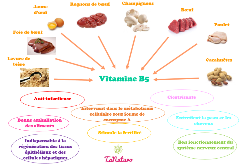 Sources et rôle de la vitamine B5