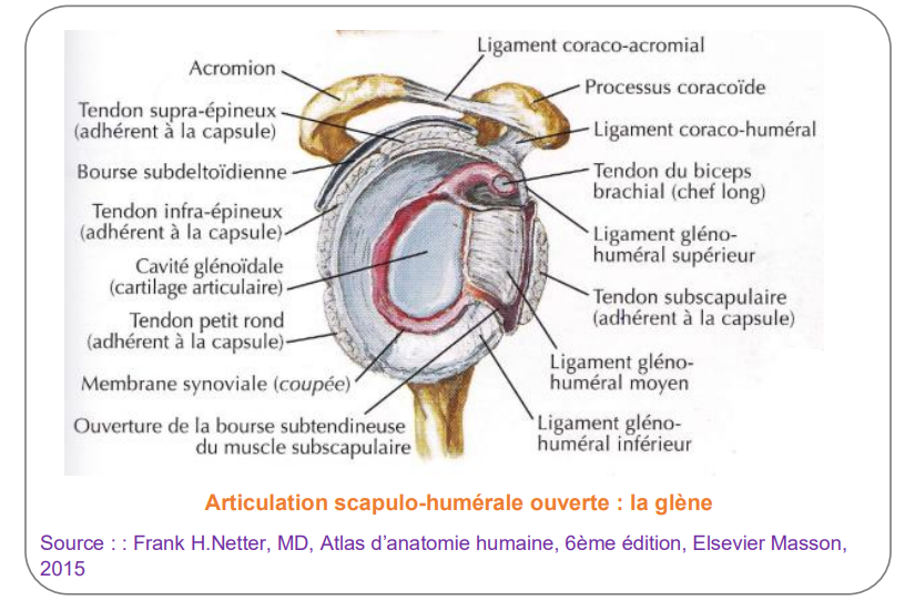 la glène humérale