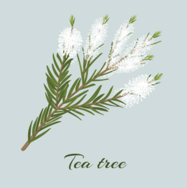 Le tea tree contre les microbes