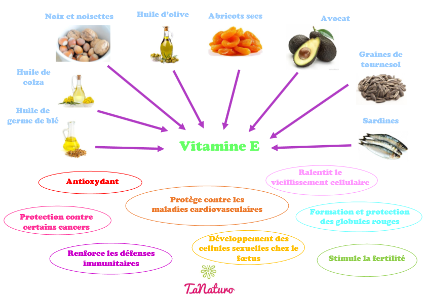 Sources et rôle de la vitamine E