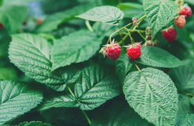 Le framboisier : notre plante à nous les femmes