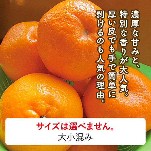 はるみ8kg | マルデン伊藤農園