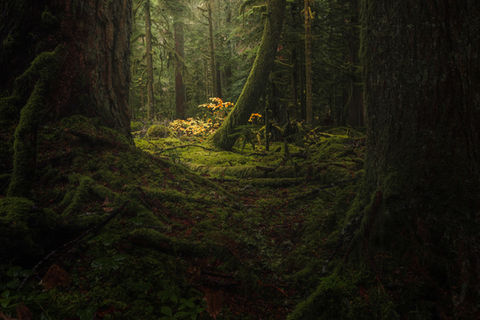 Mossy forest path with soft filtered light