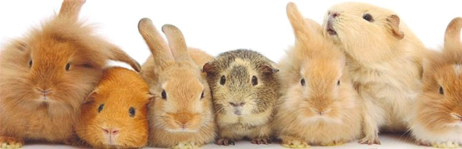 4-H-Cavy-Rabbits_edited_edited.jpg