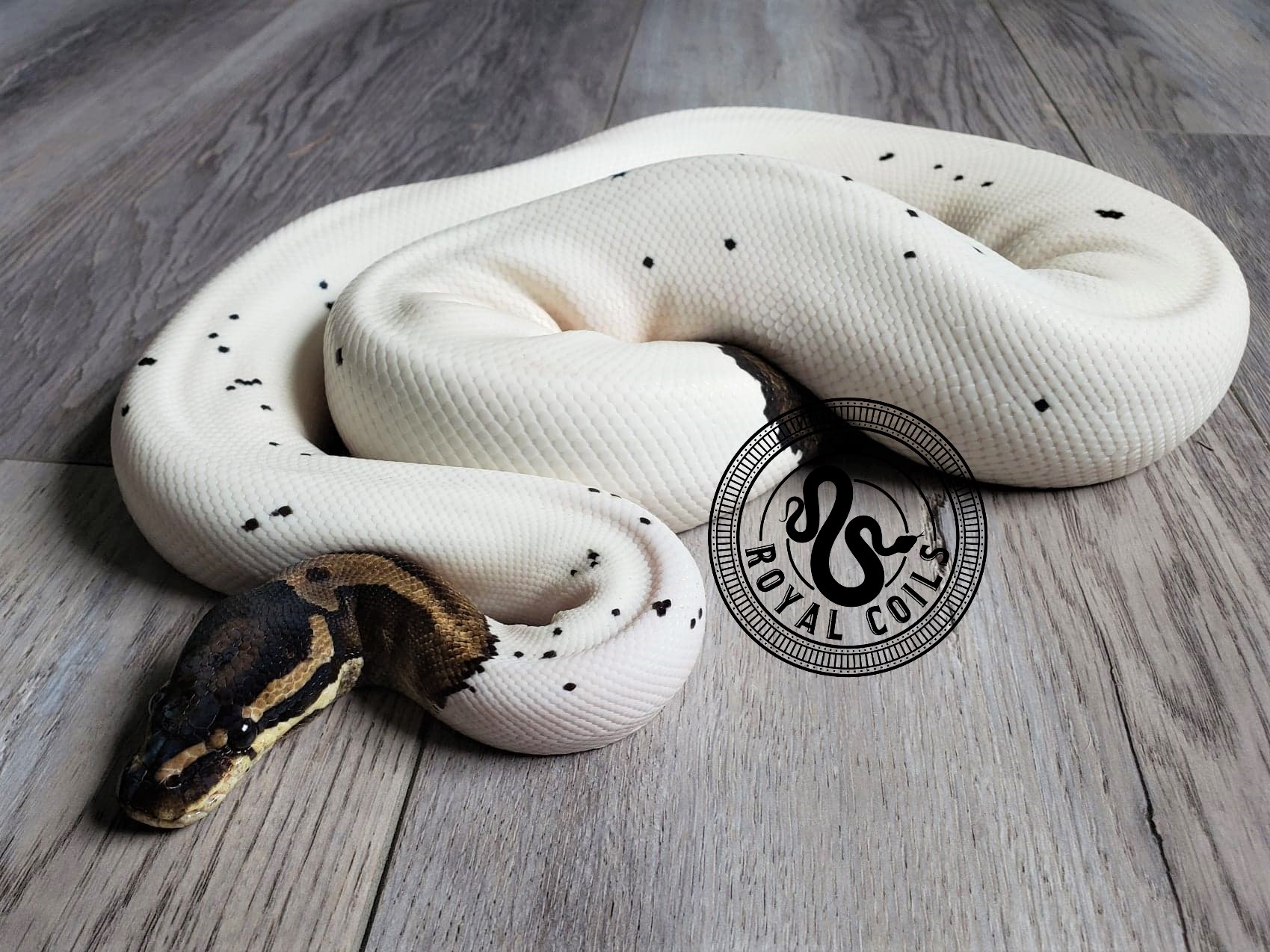 Snake Breeder | Royal Coils Pythons | United States