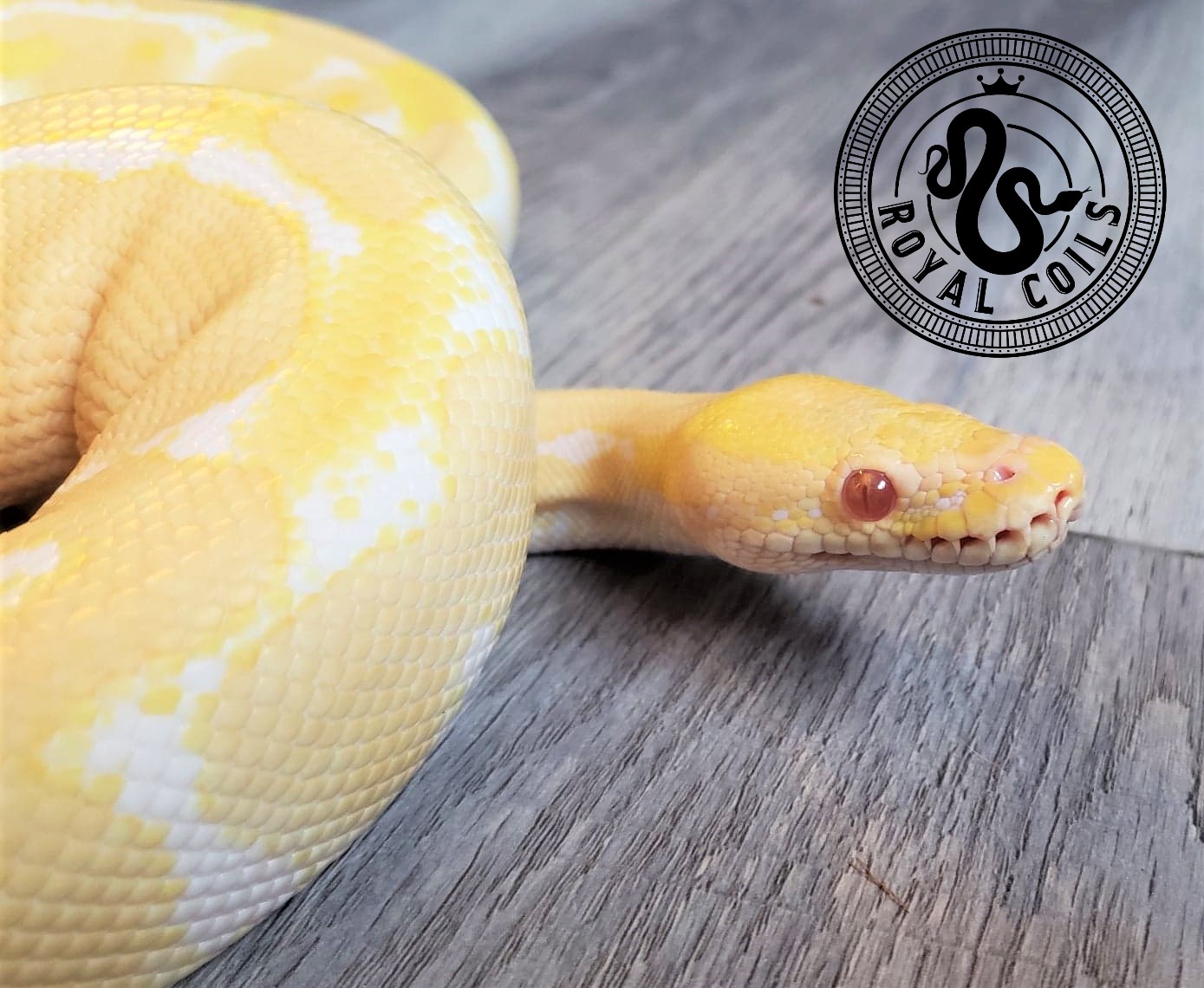 OUR COLLECTION | Royal Coils Pythons