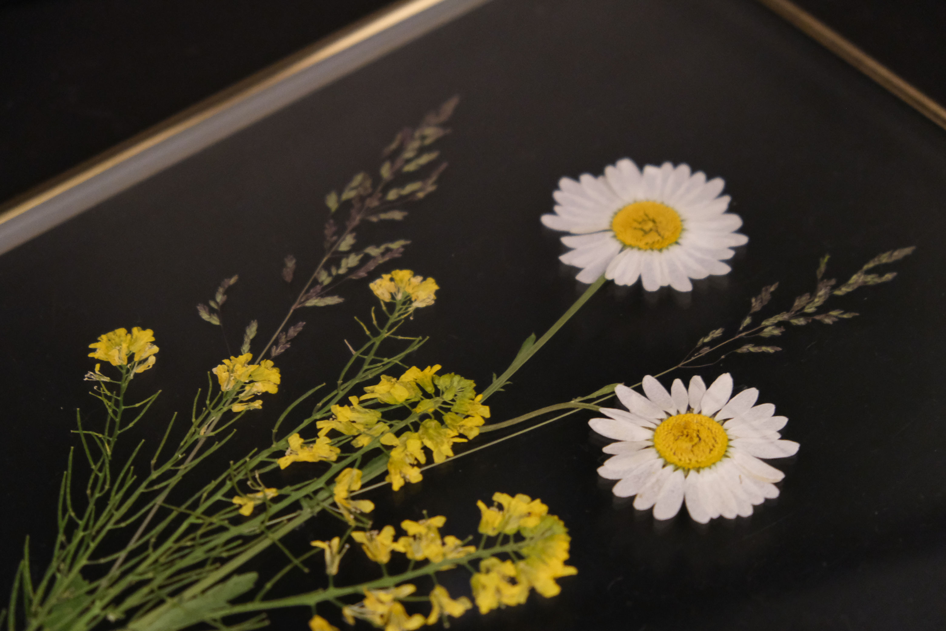 Pressed Flowers (Large Gold Frame)