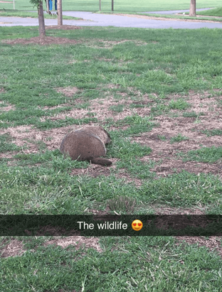 wtf is up with all the groundhogs on campus