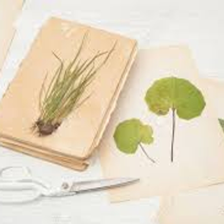 Commencez un cahier d'herboriste, petit herbier du jardin