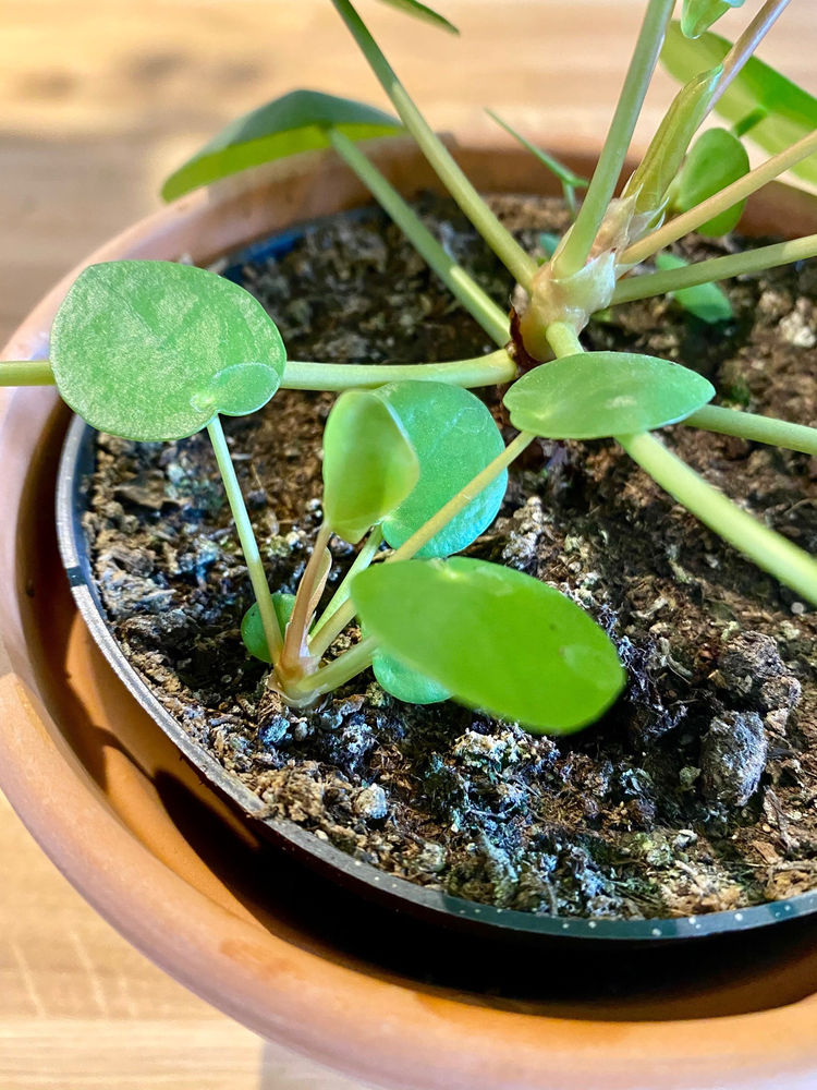 Propagating your Chinese Money Plant