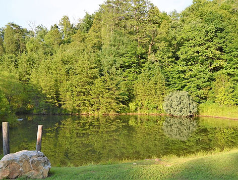 barn pond at cosy.jpg