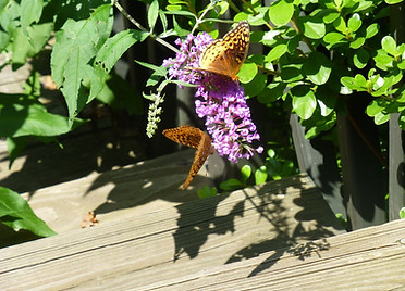 butterflies at Cosy.jpg