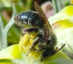 Bee.JPG