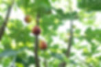 SC05393_natural.jpg