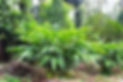 Cardamom 1.jpg