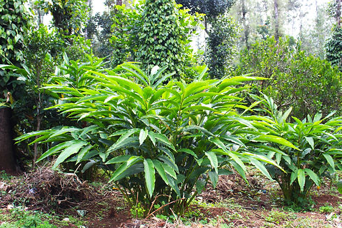 Cardamom 1.jpg