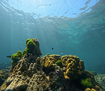 Photo showcasing the beautiful coral at one of the dive sites at Racha islands