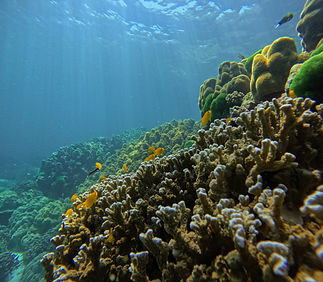 Photo showcasing the beautiful coral at one of the dive sites at Racha islands