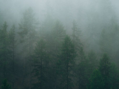 Wald im Nebel – Ich kann nicht abschalten, weil mein Kopf voll ist.