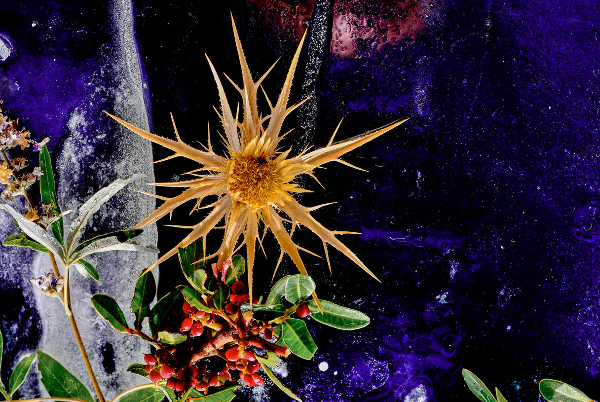 Aegean Summer Iced Ikebana # 1 .jpg