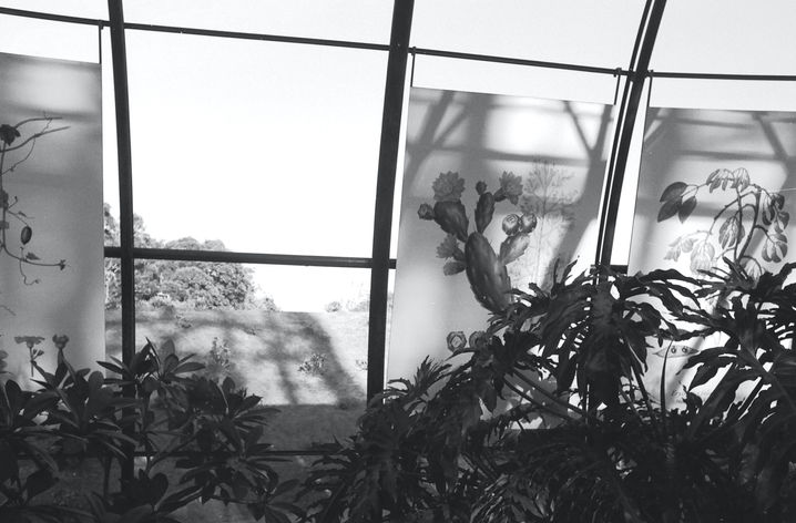 Black-and-white photograph of plants seen through large glass windows, where reflections merge interior vegetation with the surrounding landscape.