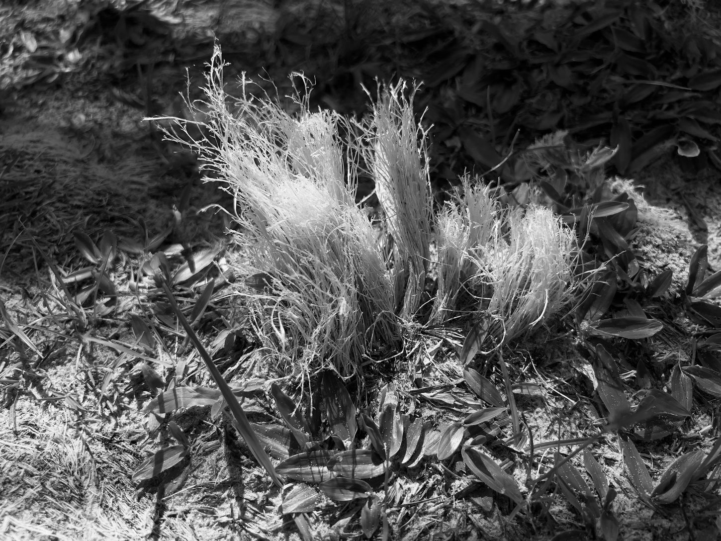 Tuft of pale fibrous strands emerging from sandy ground among low vegetation.
